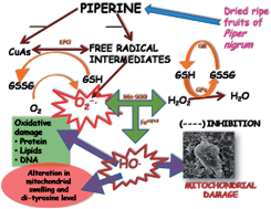 Graphical abstract: Protective effects of piperine against copper-ascorbate induced toxic injury to goat cardiac mitochondria in vitro