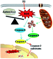 Graphical abstract: Cartilage polysaccharide induces apoptosis in K562 cells through a reactive oxygen species-mediated caspase pathway
