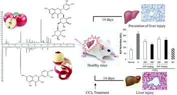 Graphical abstract: Differential protective effects of polyphenol extracts from apple peels and fleshes against acute CCl4-induced liver damage in mice