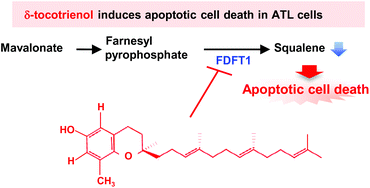 Graphical abstract: Delta-tocotrienol induces apoptotic cell death via depletion of intracellular squalene in ED40515 cells