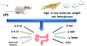 Graphical abstract: The effect of low or high molecular weight oat beta-glucans on the inflammatory and oxidative stress status in the colon of rats with LPS-induced enteritis