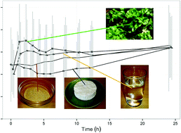 Graphical abstract: Folate bioavailability from foods rich in folates assessed in a short term human study using stable isotope dilution assays