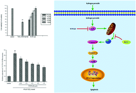 Graphical abstract: Anti-oxidative and anti-apoptosis effects of egg white peptide, Trp-Asn-Trp-Ala-Asp, against H2O2-induced oxidative stress in human embryonic kidney 293 cells