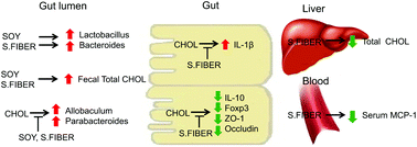 Graphical abstract: Beneficial effects of soy milk and fiber on high cholesterol diet-induced alteration of gut microbiota and inflammatory gene expression in rats