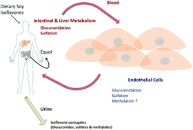 Graphical abstract: The intracellular metabolism of isoflavones in endothelial cells