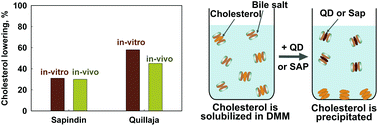 Graphical abstract: Lowering of cholesterol bioaccessibility and serum concentrations by saponins: in vitro and in vivo studies