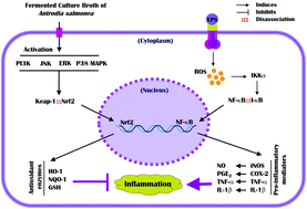 Graphical abstract: Induction of Nrf2-mediated genes by Antrodia salmonea inhibits ROS generation and inflammatory effects in lipopolysaccharide-stimulated RAW264.7 macrophages