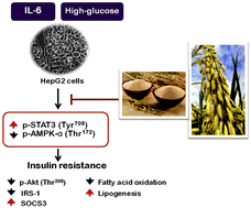 Graphical abstract: Rice bran protein hydrolysates prevented interleukin-6- and high glucose-induced insulin resistance in HepG2 cells