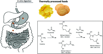 Graphical abstract: Investigation of the reactions of acrylamide during in vitro multistep enzymatic digestion of thermally processed foods