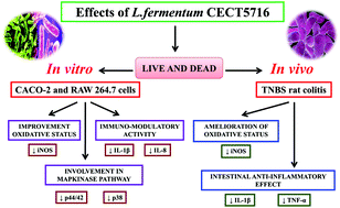 Graphical abstract: The viability of Lactobacillus fermentum CECT5716 is not essential to exert intestinal anti-inflammatory properties