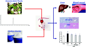 Graphical abstract: Myricetin derived from Hovenia dulcis Thunb. ameliorates vascular endothelial dysfunction and liver injury in high choline-fed mice