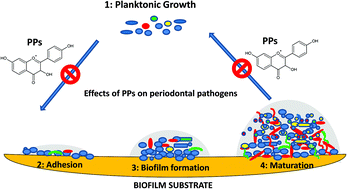 Graphical abstract: Selected dietary (poly)phenols inhibit periodontal pathogen growth and biofilm formation