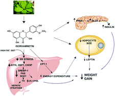 Graphical abstract: The effect of isorhamnetin glycosides extracted from Opuntia ficus-indica in a mouse model of diet induced obesity