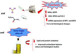 Graphical abstract: Potential protective effects of extra virgin olive oil on the hepatotoxicity induced by co-exposure of adult rats to acrylamide and aluminum