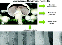 Graphical abstract: A comparative study on edible Agaricus mushrooms as functional foods
