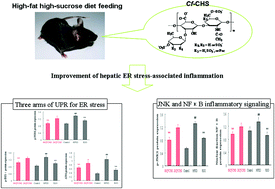 Graphical abstract: Fucosylated chondroitin sulphate from Cusumaria frondosa mitigates hepatic endoplasmic reticulum stress and inflammation in insulin resistant mice