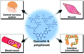 Graphical abstract: Quercetin and related polyphenols: new insights and implications for their bioactivity and bioavailability