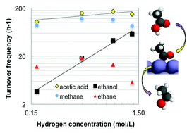 Graphical abstract: Effects of hydrogen and water on the activity and selectivity of acetic acid hydrogenation on ruthenium