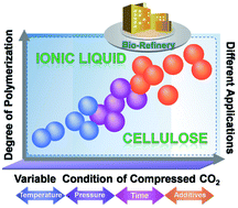 Graphical abstract: Studies on staged precipitation of cellulose from an ionic liquid by compressed carbon dioxide