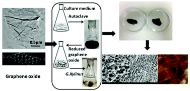 Graphical abstract: A one-pot biosynthesis of reduced graphene oxide (RGO)/bacterial cellulose (BC) nanocomposites
