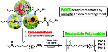 Graphical abstract: Olefin cross-metathesis as a valuable tool for the preparation of renewable polyesters and polyamides from unsaturated fatty acid esters and carbamates