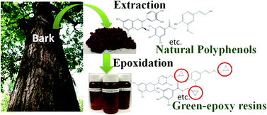 Graphical abstract: Synthesis and characterization of an extractive-based bio-epoxy resin from beetle infested Pinus contorta bark