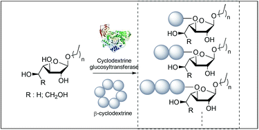 Graphical abstract: Environmentally benign glycosylation of aryl pyranosides and aryl/alkyl furanosides demonstrating the versatility of thermostable CGTase from Thermoanaerobacterium sp.