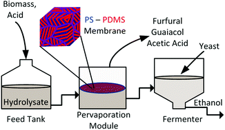 Graphical abstract: Fermentation of hydrolysate detoxified by pervaporation through block copolymer membranes