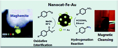 Graphical abstract: Magnetic gold nanocatalyst (nanocat-Fe–Au): catalytic applications for the oxidative esterification and hydrogen transfer reactions
