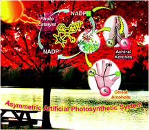 Graphical abstract: A solar light-driven, eco-friendly protocol for highly enantioselective synthesis of chiral alcohols via photocatalytic/biocatalytic cascades