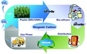 Graphical abstract: The environmental profile of bioethanol produced from current and potential future poplar feedstocks in the EU
