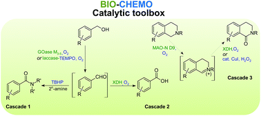 Catalytic bio-chemo and bio-bio tandem oxidation reactions for amide and carboxylic acid synthesis
