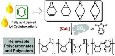 Graphical abstract: Renewable polycarbonates and polyesters from 1,4-cyclohexadiene