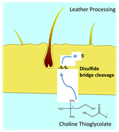 Graphical abstract: Aqueous ionic liquid solutions as alternatives for sulphide-free leather processing