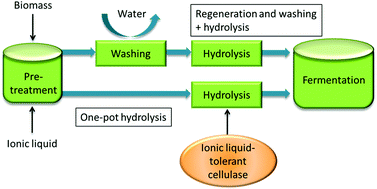 Graphical abstract: Enzymatic hydrolysis of lignocellulosic polysaccharides in the presence of ionic liquids