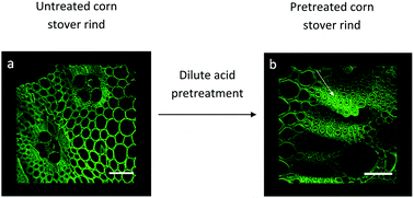 Graphical abstract: Investigation of the role of lignin in biphasic xylan hydrolysis during dilute acid and organosolv pretreatment of corn stover