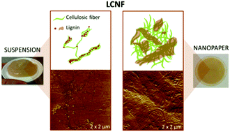 Graphical abstract: Comprehensive elucidation of the effect of residual lignin on the physical, barrier, mechanical and surface properties of nanocellulose films