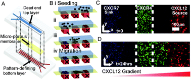 Graphical abstract: Microfluidic source-sink model reveals effects of biophysically distinct CXCL12 isoforms in breast cancer chemotaxis