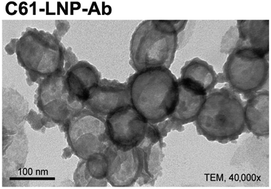 Graphical abstract: CD19-antigen specific nanoscale liposomal formulation of a SYK P-site inhibitor causes apoptotic destruction of human B-precursor leukemia cells