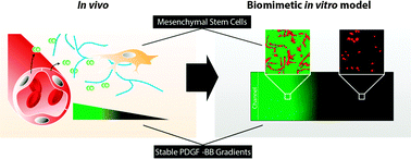 Graphical abstract: Locally controlling mesenchymal stem cell morphogenesis by 3D PDGF-BB gradients towards the establishment of an in vitro perivascular niche