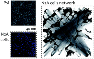 Graphical abstract: Networks of neuroblastoma cells on porous silicon substrates reveal a small world topology