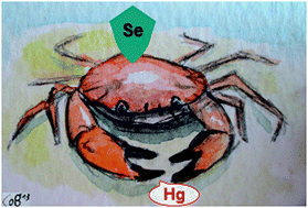 Graphical abstract: Evaluation of dietary exposure of crabs to inorganic mercury or methylmercury, with or without co-exposure to selenium