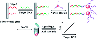 Graphical abstract: Sequence-specific recognition of single-stranded DNA using atomic absorption spectrometry
