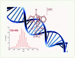 Graphical abstract: Elemental and molecular mass spectrometric strategies for probing interactions between DNA and new Ru(ii) complexes containing phosphane ligands and either a tris(pyrazol-1-yl)borate or a pyridine bis(oxazoline) ligand