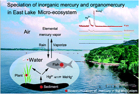 Graphical abstract: Speciation of mercury in various samples from the micro-ecosystem of East Lake by hollow fiber-liquid–liquid–liquid microextraction-HPLC-ICP-MS