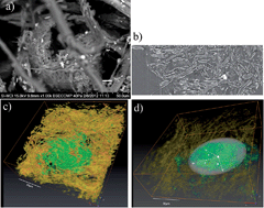Graphical abstract: Morphology and characterization of Dematiaceous fungi on a cellulose paper substrate using synchrotron X-ray microtomography, scanning electron microscopy and confocal laser scanning microscopy in the context of cultural heritage