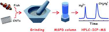 Graphical abstract: Online solid sampling platform using multi-wall carbon nanotube assisted matrix solid phase dispersion for mercury speciation in fish by HPLC-ICP-MS