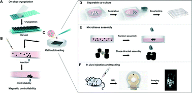 Graphical abstract: Magnetically controllable 3D microtissues based on magnetic microcryogels