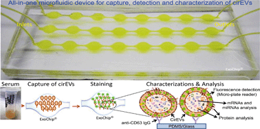 Graphical abstract: Microfluidic device (ExoChip) for on-chip isolation, quantification and characterization of circulating exosomes