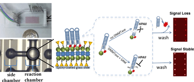 Graphical abstract: A sensitive microfluidic platform for a high throughput DNA methylation assay